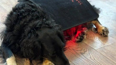 Pad Model 240-WL (Wireless) - Dog