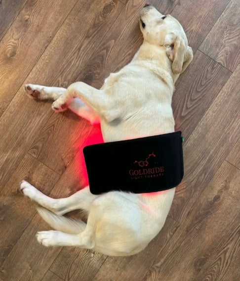 Pad Model 120-WL (Wireless) - Dog