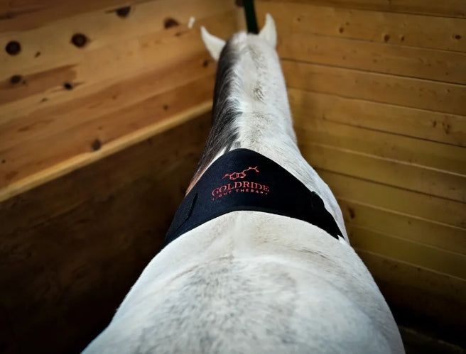 Pad Model 160-WL (Wireless) - Horse