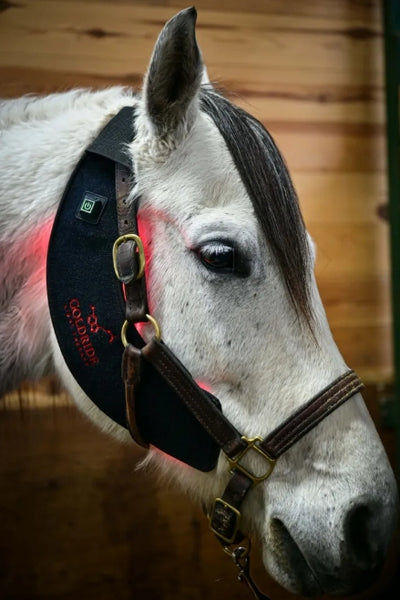 Bell Boots Model 80-WL (Wireless) - Pair
