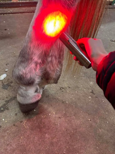 Cold Laser Model – Precision Light Therapy Device - Equine