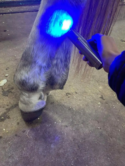 Cold Laser Model – Precision Light Therapy Device - Equine