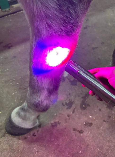 Cold Laser Model – Precision Light Therapy Device - Equine