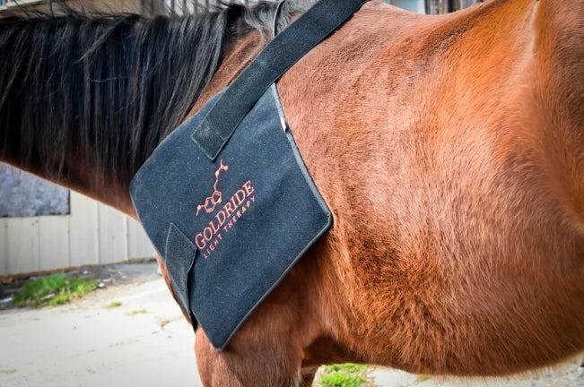 Pad Model 270-W (Wired) - Horse