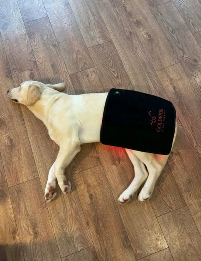Pad Model 240-WL (Wireless) - Dog