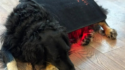 Pad Model 240-WL (Wireless) - Dog