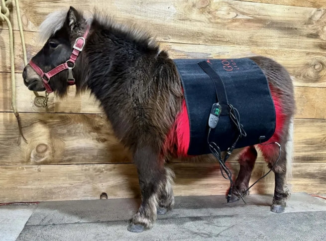 Pad Model 720-W (Avec fil) - Cheval