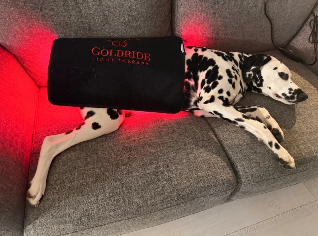Pad Model 270-W (Avec fil) - Chien