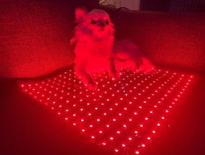 Pad Model 270-W (Wired) - Dog