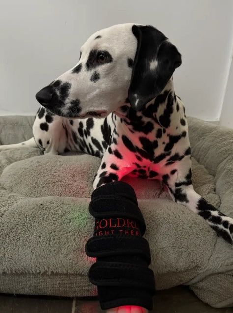 Leg Wrap Model 40-WL (Sans fil) - Chien