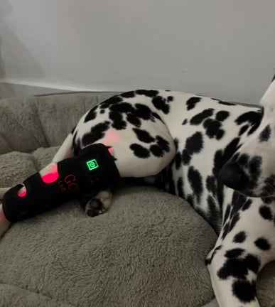 Leg Wrap Model 40-WL (Sans fil) - Chien