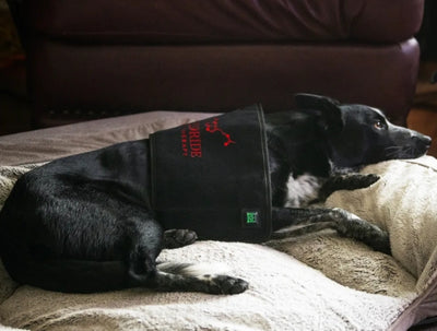 Pad Model 160-WL (Wireless) - Dog