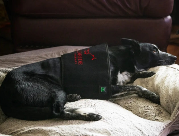 Pad Model 160-WL (Sans fil) - Chien
