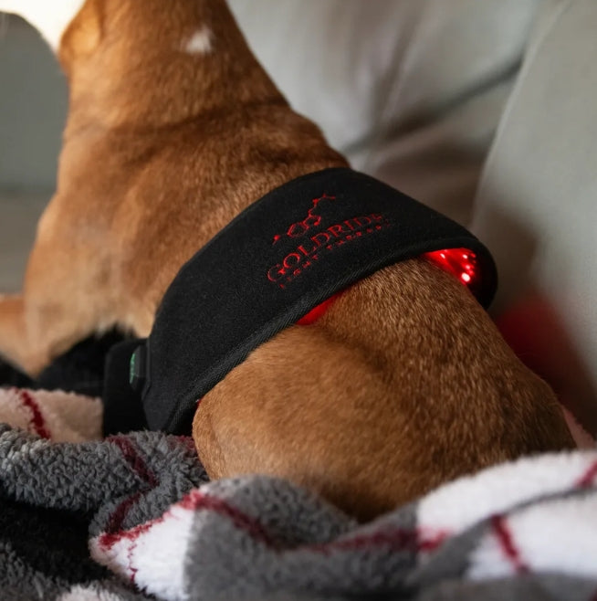 Pad Model 80-WL (Sans fil) - Chien