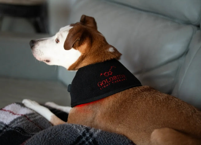 Pad Model 80-WL (Sans fil) - Chien