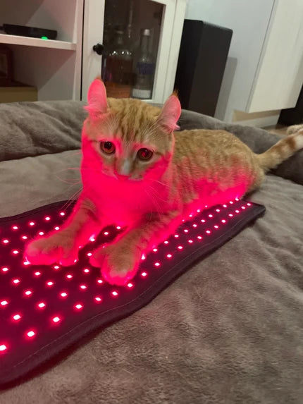 Pad Model 160-WL (Sans fil) - Chat