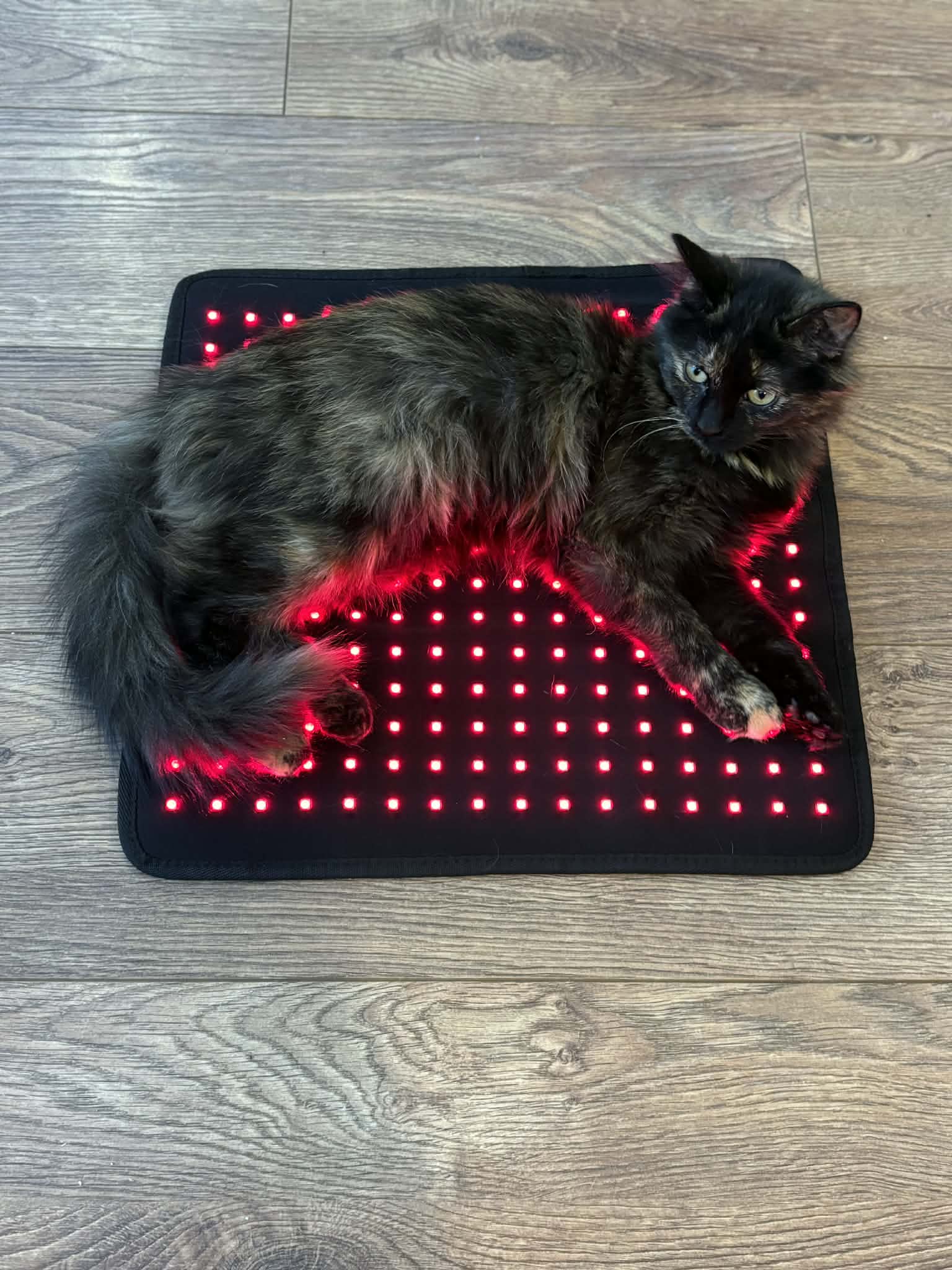 Pad Model 240-WL (Sans fil) - Chat